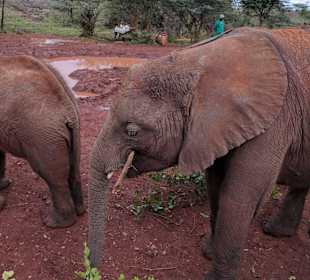 Elefanten