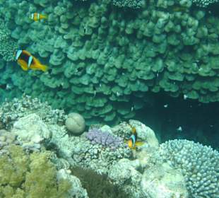 Clownfische 