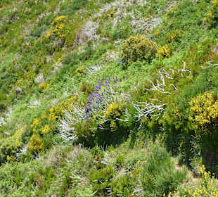 Am Südrand der Hochebene, Levada da Bica da Cana