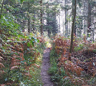 Wandern Bannwald Baiersbronn