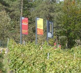 Unterwegs in den Weinbergen von Ramsthal