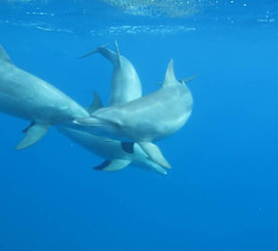 Delfinschnorcheln mit den Dolphin Dancers, 2012