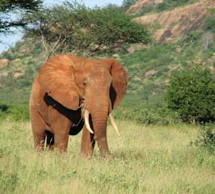 Roter Elephant