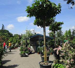 Peterhof-Pflanzen in Hanhofen