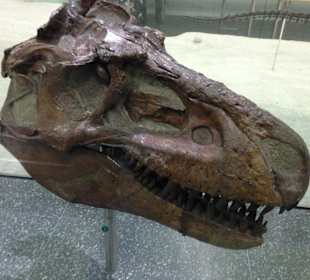 Museum of Natural History, New York