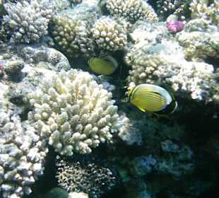 Unterwasserwelt Hotel Sharm Plaza