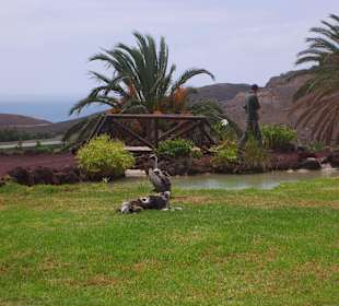 Oasispark - Flugschau