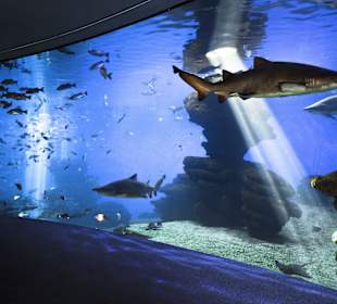 Big Blue - Palma Aquarium