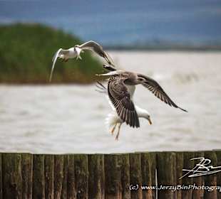 Natur am Neusiedlersee