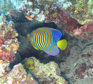 Direkt am Hausriff beim Schnorcheln aufgenommen