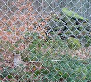 Wildpark Betzenberg in Kaiserslautern