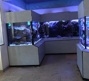 Staatliches Naturkunde Museum