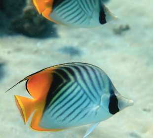 Rafa przy pomoście "Stella"