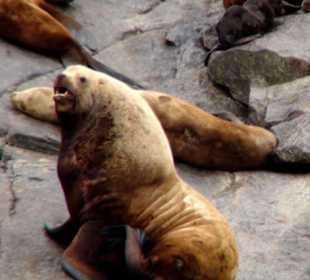 Der Felsen der Seelöwen