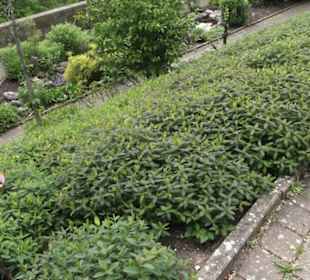 Benediktinerkloster Lorch