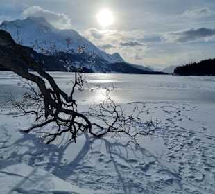Silser See mit dem "Baum"