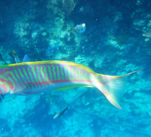 Fisch