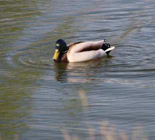 Ente im Hohnhorst-Park