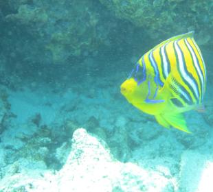 Schnorcheln auf den Similan Islands