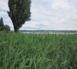 Insel Reichenau Hochwasser