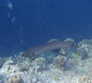 Schnorcheln Hausriff Muräne
