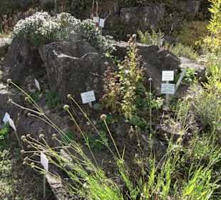 Alpinum