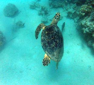 Schildkröte im Hausriff