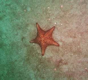 Tauchen am Wrack der Fähre in der Bucht Samana