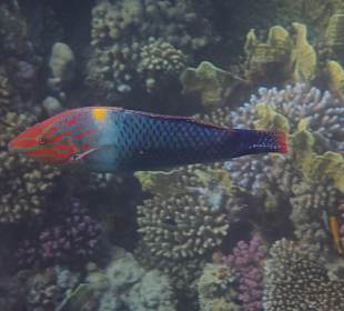 Schnorcheln Marsa Alam 
