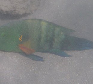 Schlafender Besenschwanz Prachtlippfisch