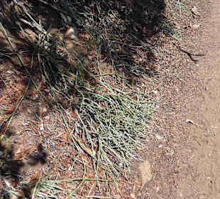 Aussichtspunkt Knysna