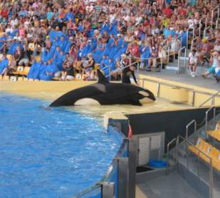 Представление с касатками