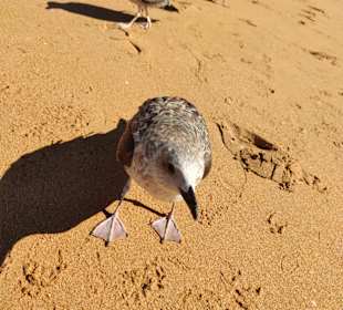 Praia de Nossa Senhora da Rocha