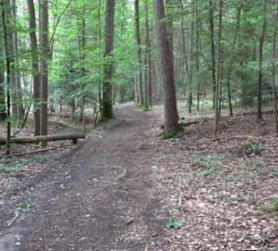 Wanderweg - Alter Steinbruch Pfaffenberg Runde