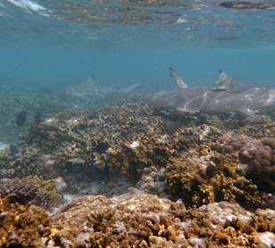 Haie Hotel Kuramathi Island Resort