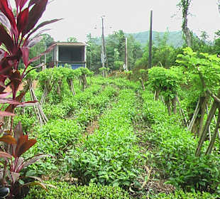 Man kann die Teepflanzen 