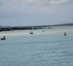 Schnorcheln vor Isla Lobos