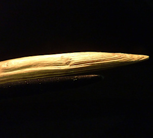 Eine 300.000 Jahre alte Speerspitze