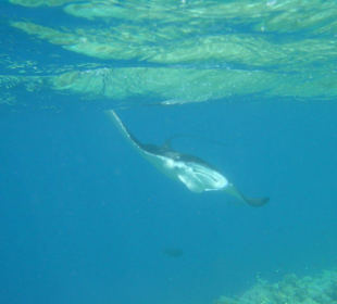 Manta im Anflug