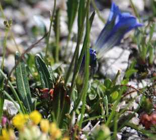 Blumen am Lagazuoi