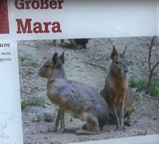 Südamerikabereich - Großer Mara