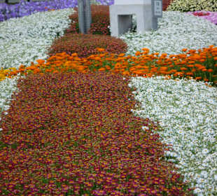 Alain paradise park