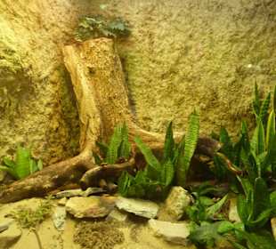 Scheltopusik Terrarium