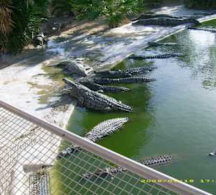 Eindruck der Krokodilfarm