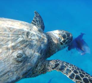 Schildkröte beim Fressen