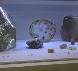 Museum für Naturkunde