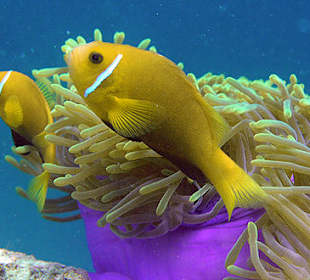 Nemos