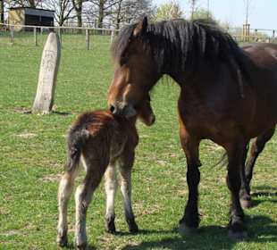 Mutterpferd mit Nachwuchs