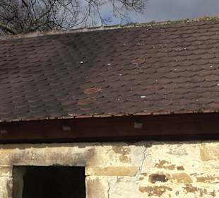 Naturdenkmal Lutherlinde