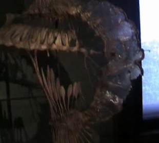 Naturhistorisches Museum